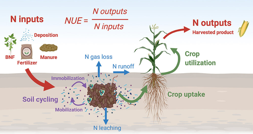 Balancing Fertilizer Use and Water Quality: Understanding Agricultural Impact on NBOD Levels